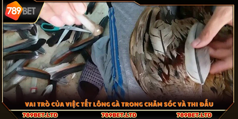 Ý nghĩa quan trọng của tết lông gà