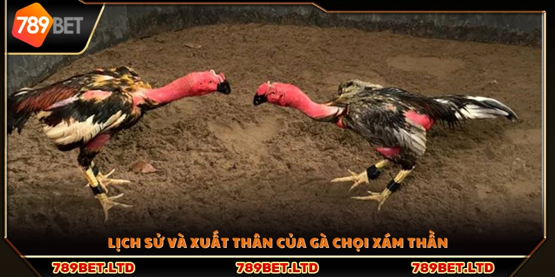Tiểu sử và xuất xứ của gà chọi Xám Thần