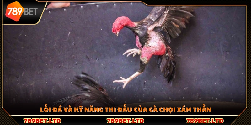 Phong cách thi đấu và kỹ thuật đá của gà chọi Xám Thần