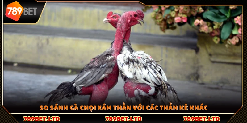 So sánh sức mạnh giữa Xám Thần và các chiến kê khác 