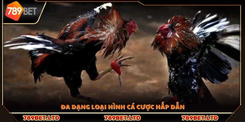 Nhiều hình thức cá cược phong phú và lôi cuốn